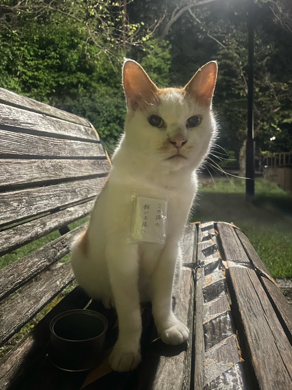 歴史的街区の「まち猫活動 / 防災」を応援